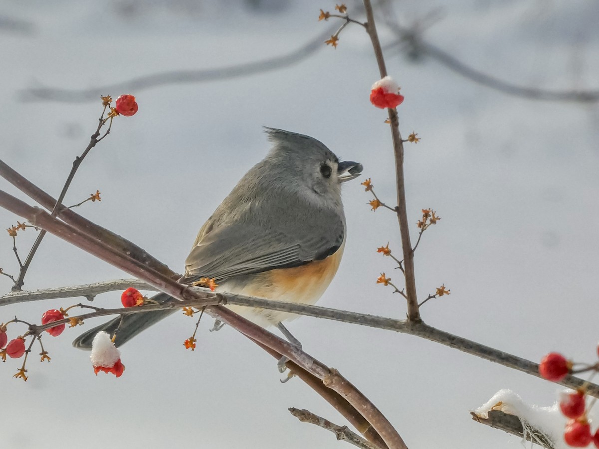 Tufted Titmouse - ML646247063