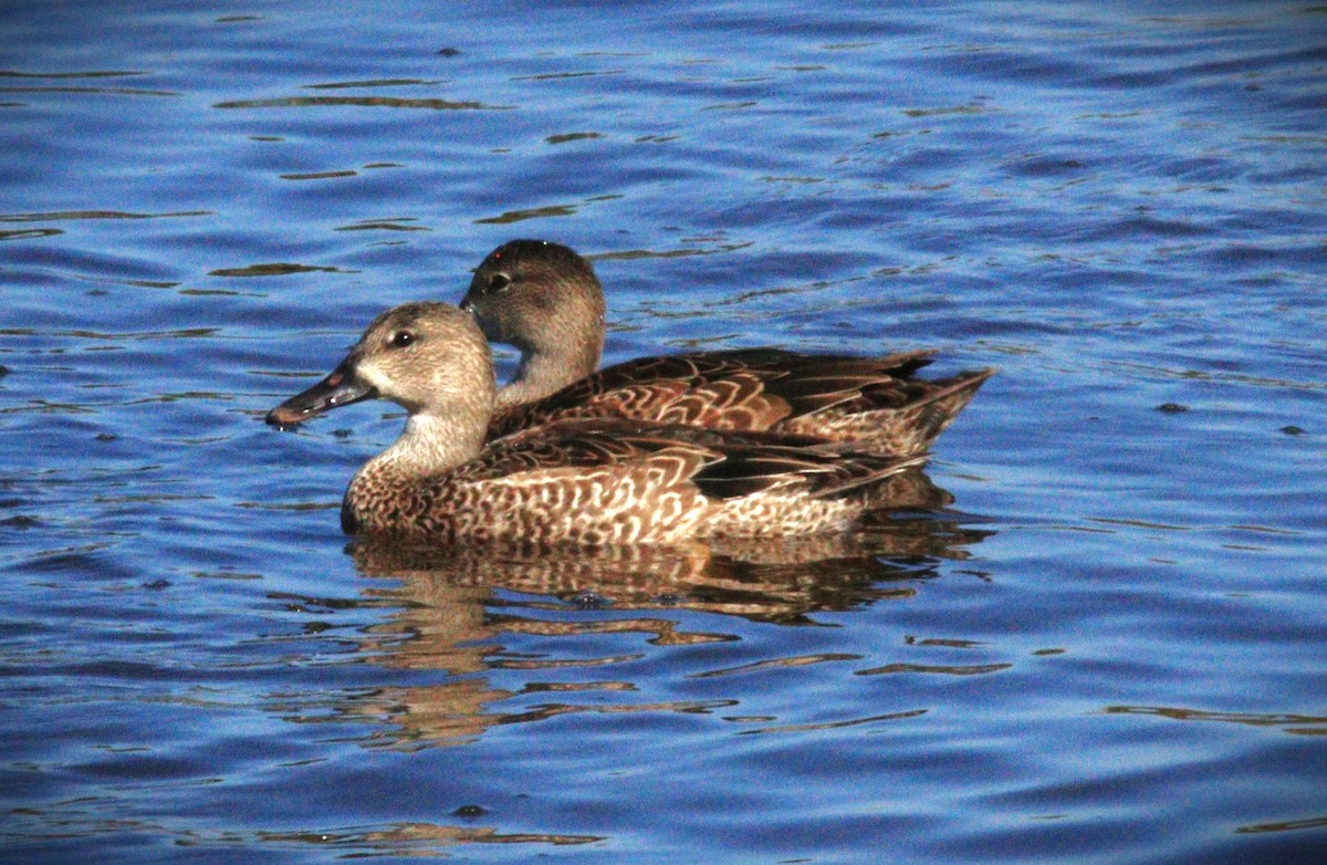 Blue-winged Teal - ML646247064