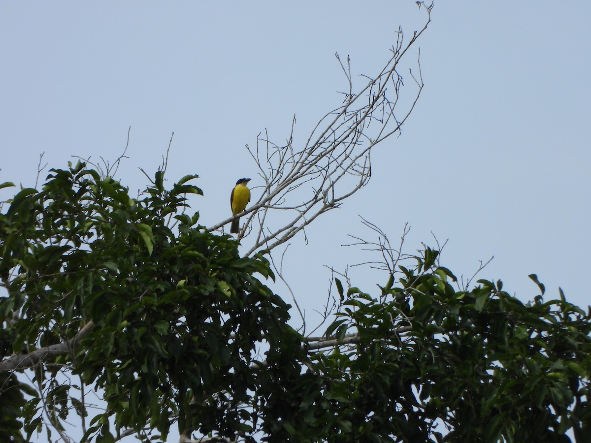 オオハシタイランチョウ - ML646247072