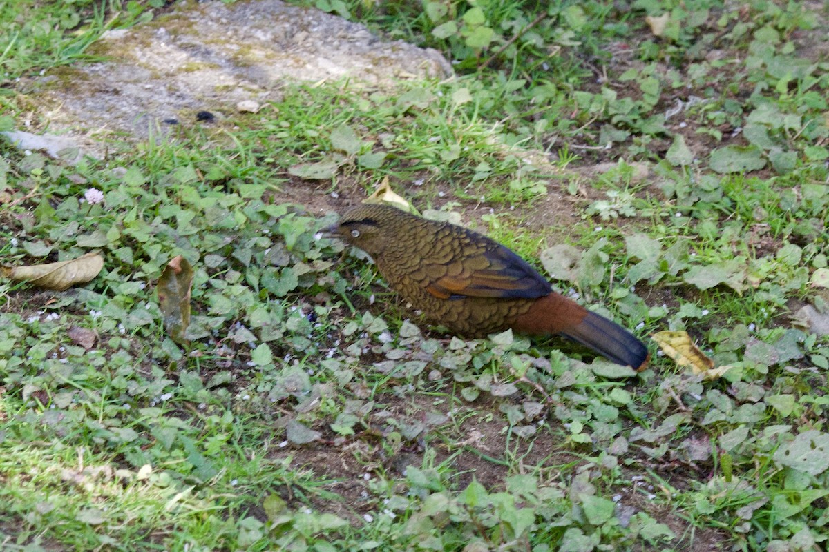 アオバネガビチョウ - ML646247073