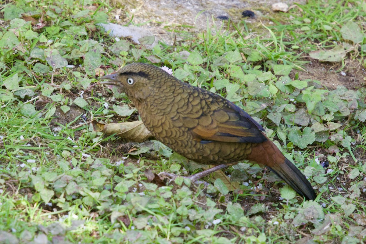 アオバネガビチョウ - ML646247074