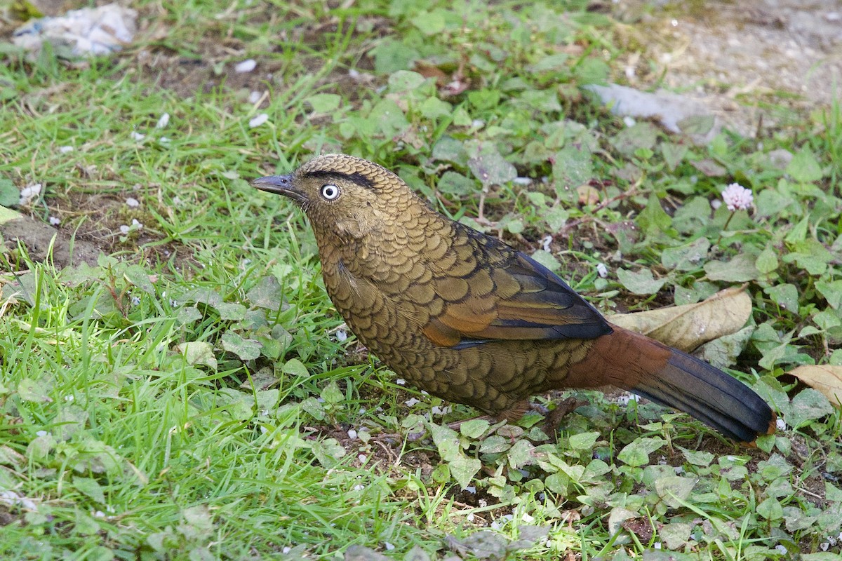 アオバネガビチョウ - ML646247075