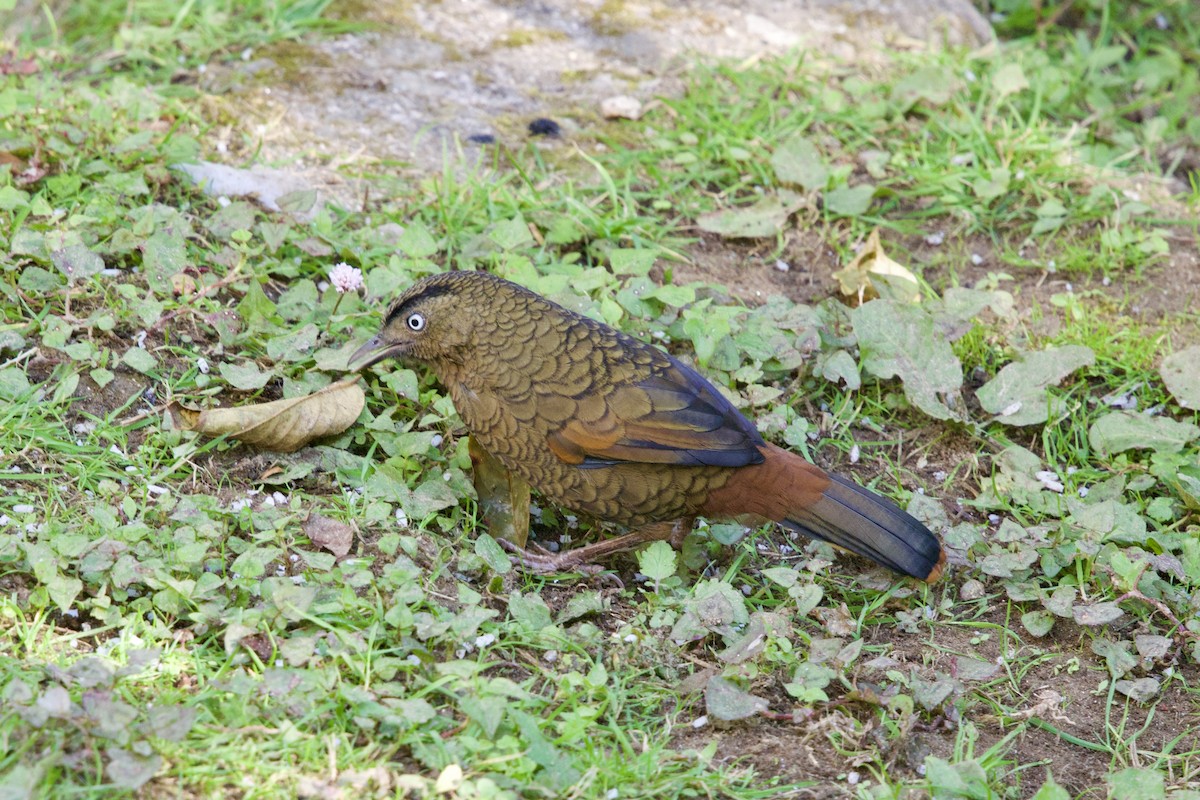 アオバネガビチョウ - ML646247077