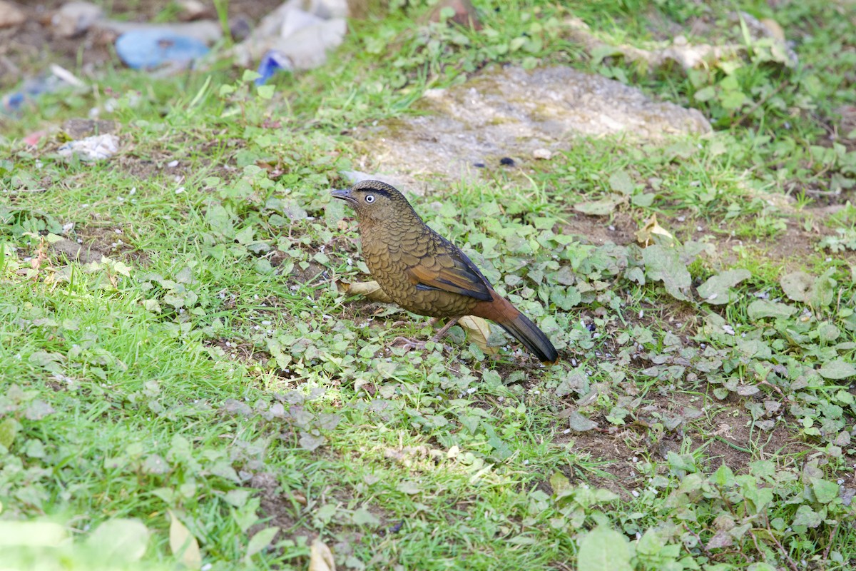 アオバネガビチョウ - ML646247078