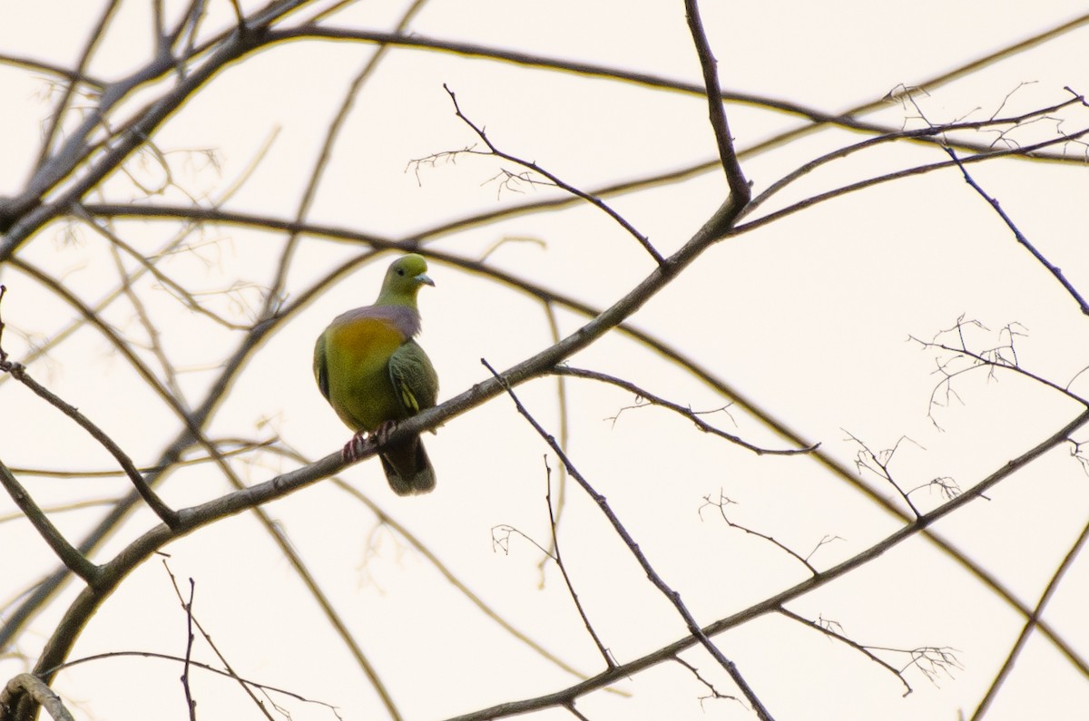 tobeltegrønndue - ML646247079