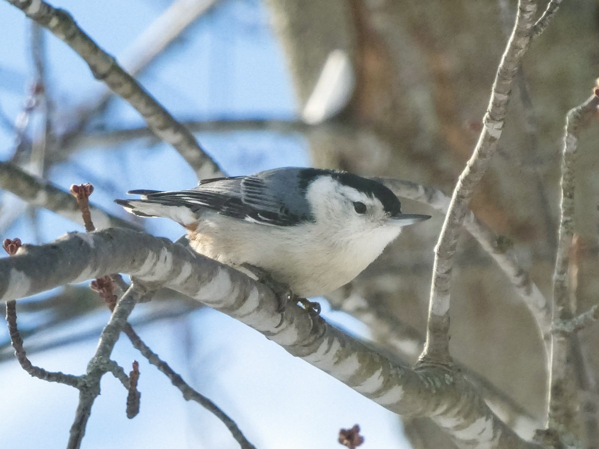White-breasted Nuthatch - ML646247086