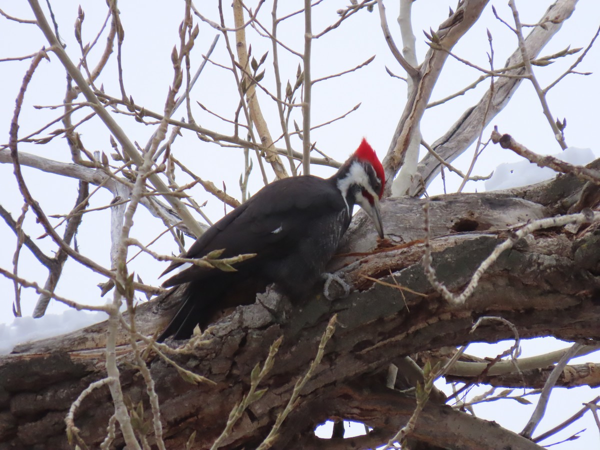 Pileated Woodpecker - ML646247088