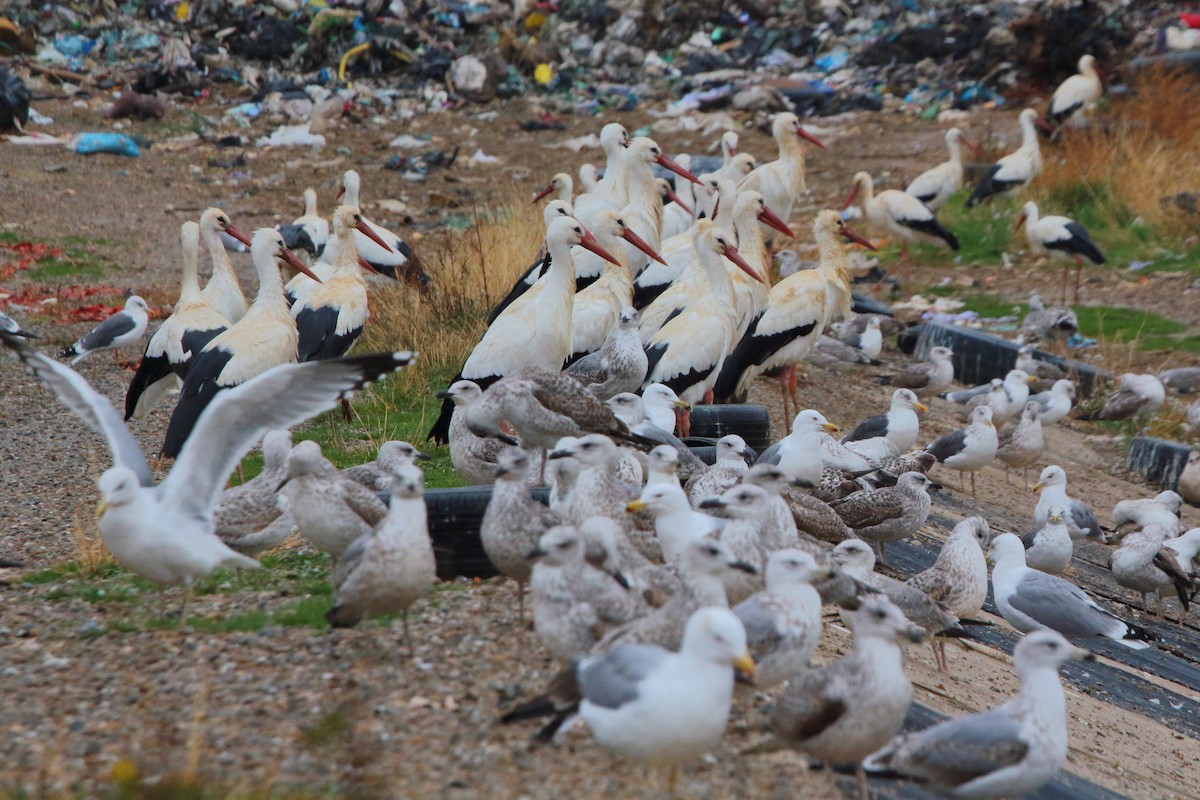 White Stork - ML646247089