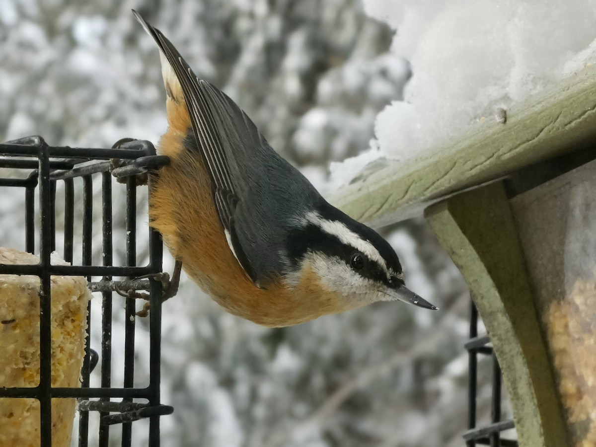 Red-breasted Nuthatch - ML646247092