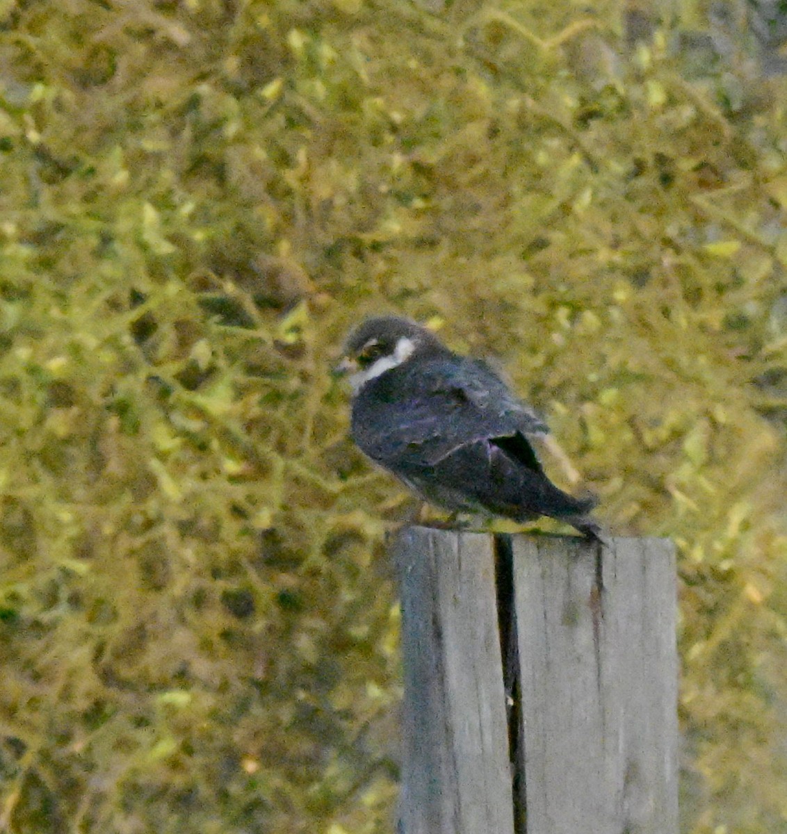 Амарын шонхор - ML646247094