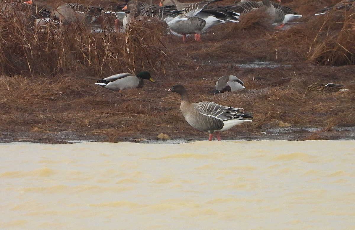 Pink-footed Goose - ML646247100