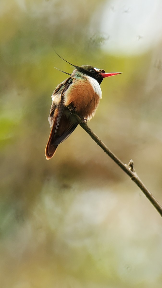White-crested Coquette - ML646247102