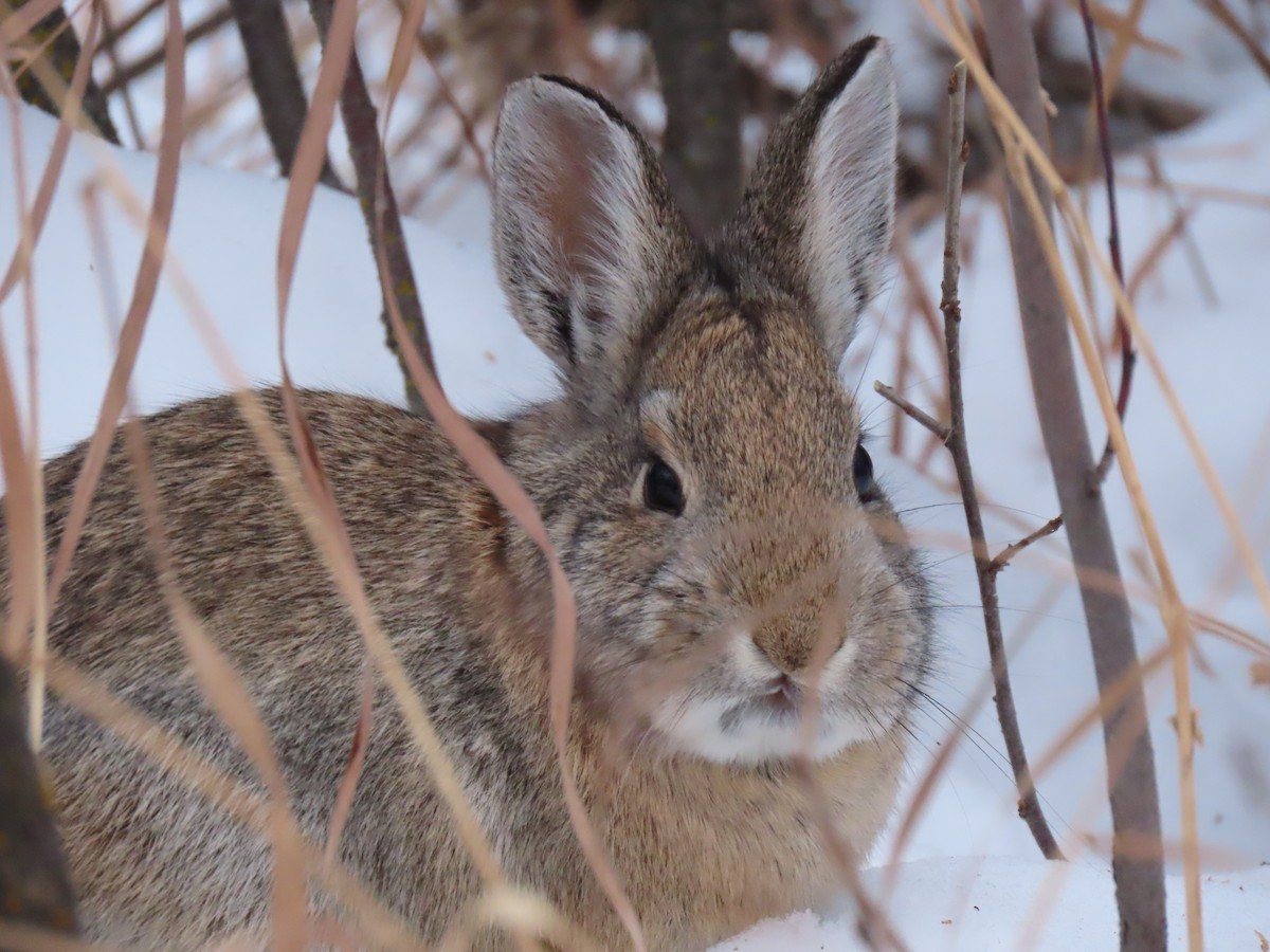 Mountain Cottontail - ML646247103