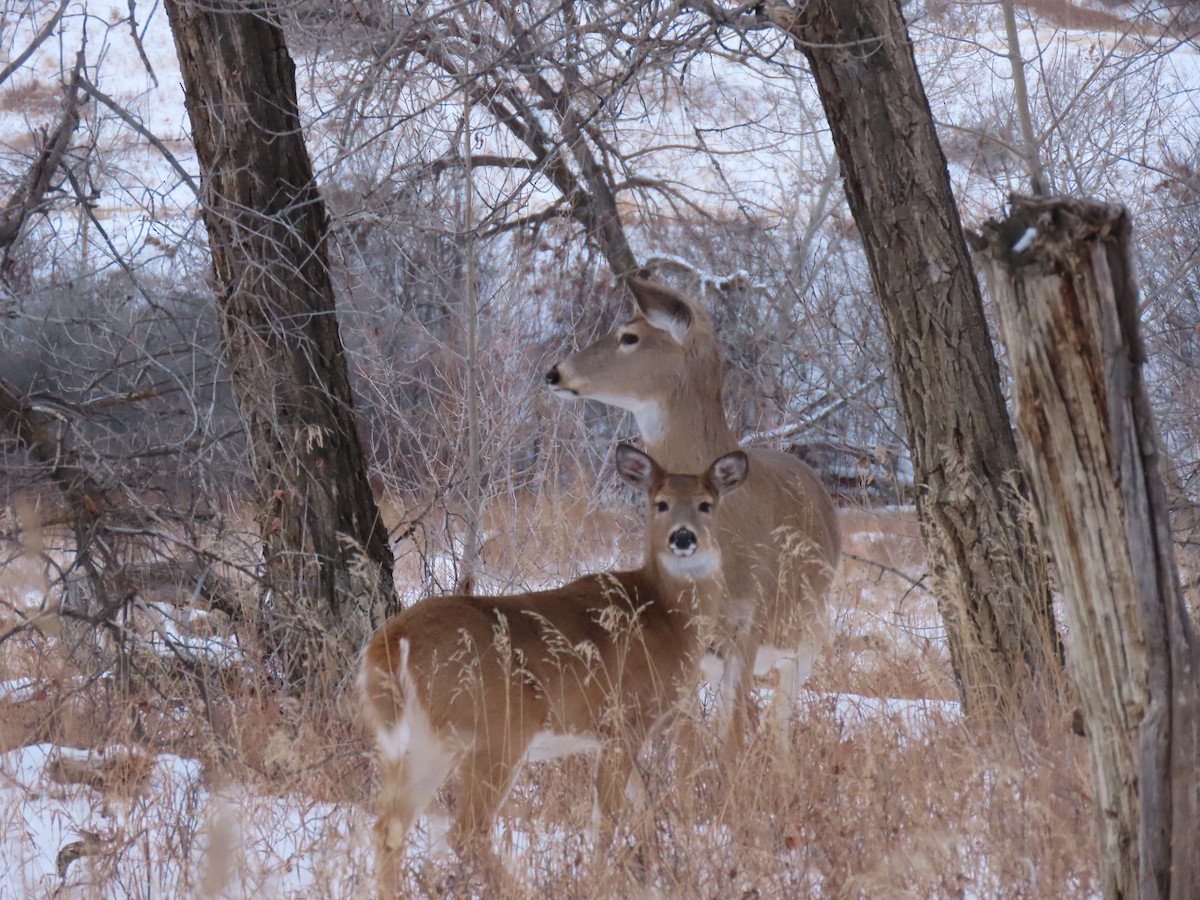 White-tailed Deer - ML646247104