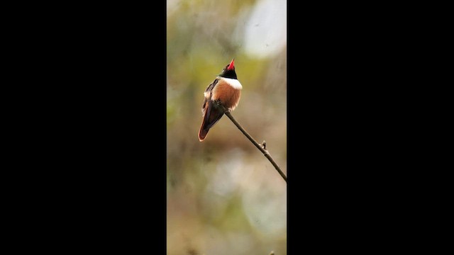 White-crested Coquette - ML646247108