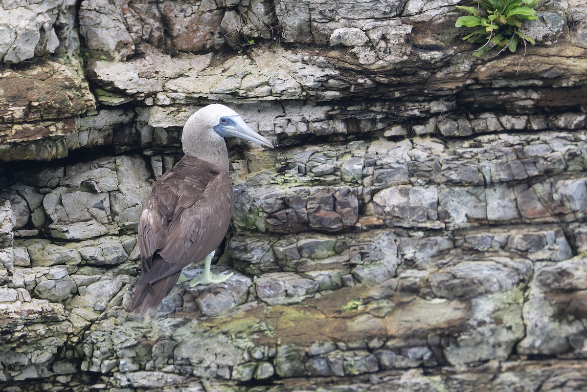 Cocos Booby - ML646247109