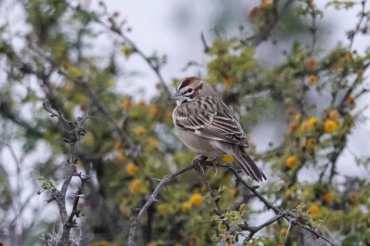 Lark Sparrow - ML646247111