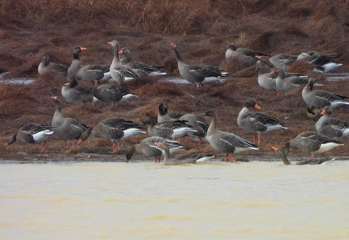Pink-footed Goose - ML646247115