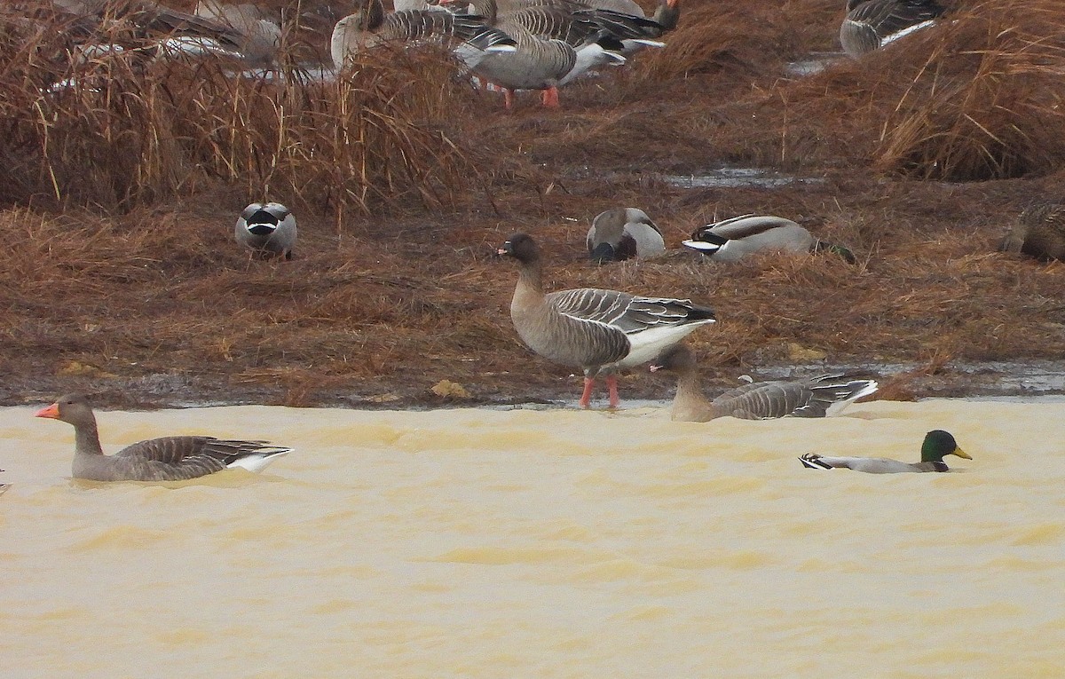 Pink-footed Goose - ML646247116