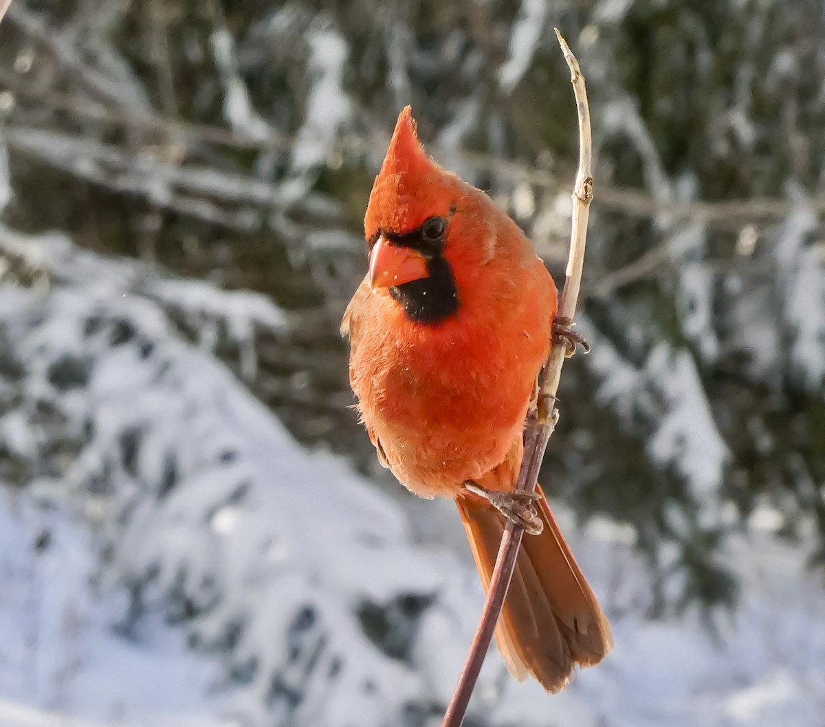 Northern Cardinal - ML646247118