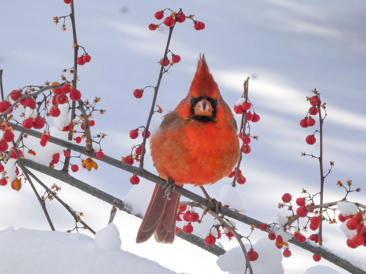 Northern Cardinal - ML646247120