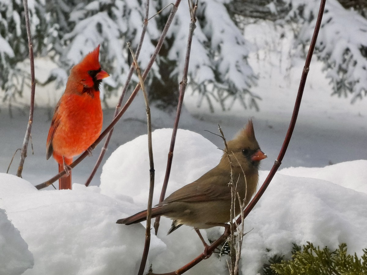 Northern Cardinal - ML646247121