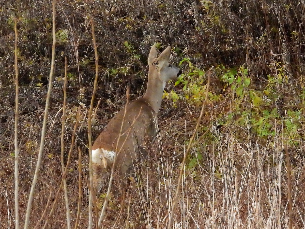 Western Roe Deer - ML646247135