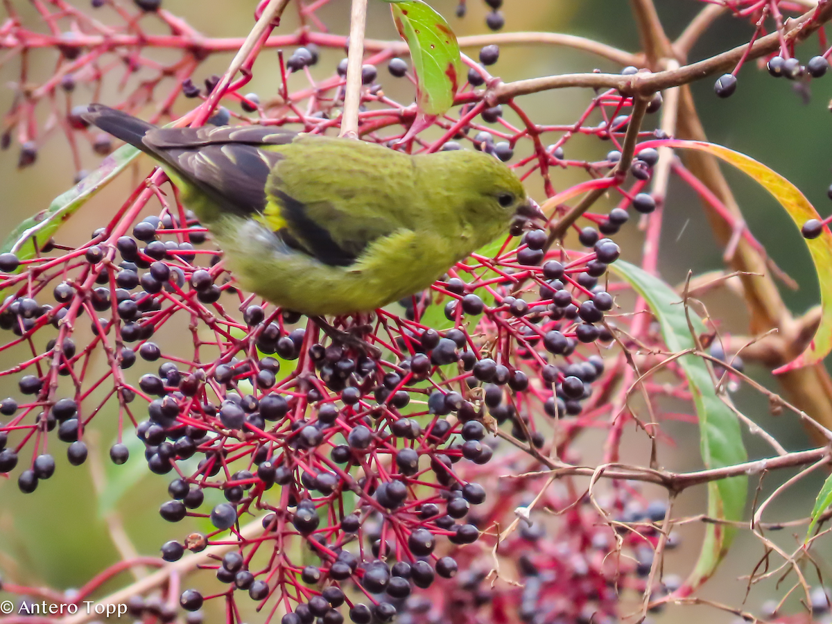 Yellow-bellied Siskin - ML646247136