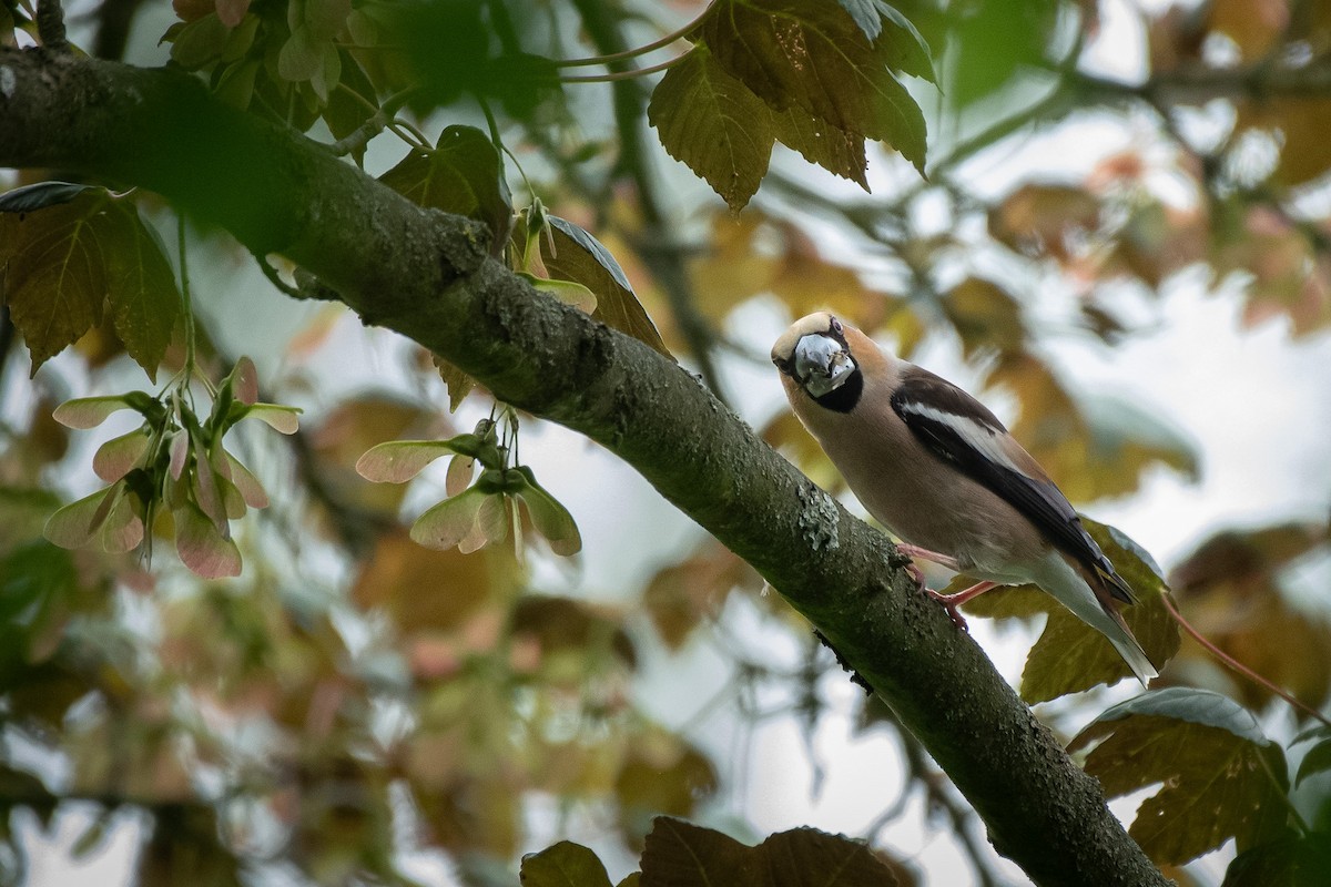 Банхар булжуухай - ML646247138