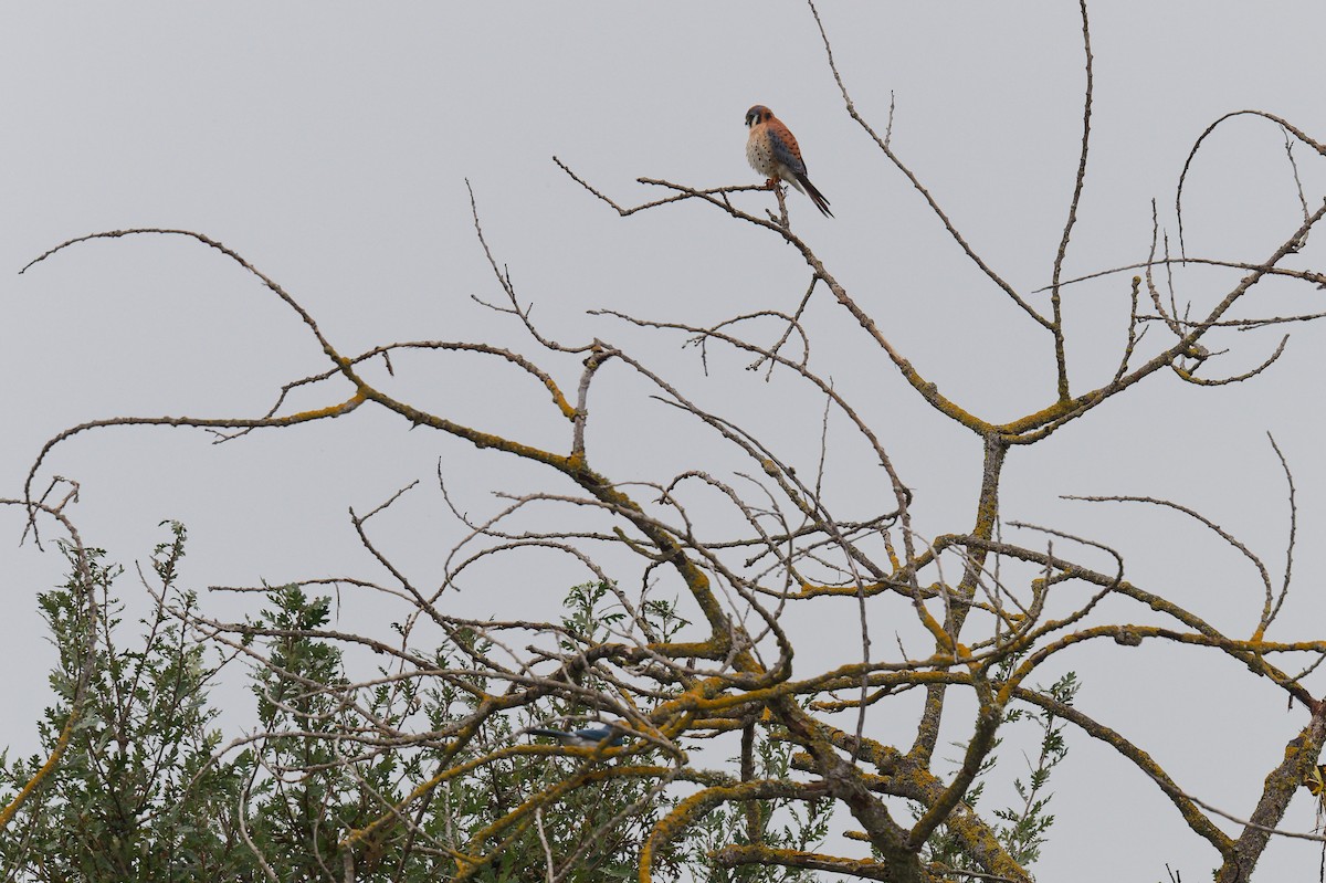 American Kestrel - ML646247139