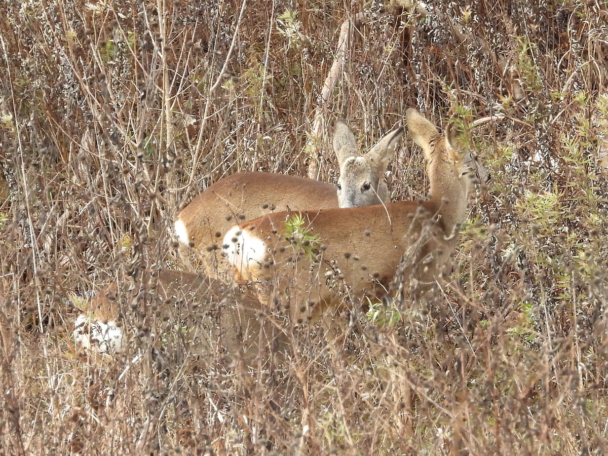 Western Roe Deer - ML646247140