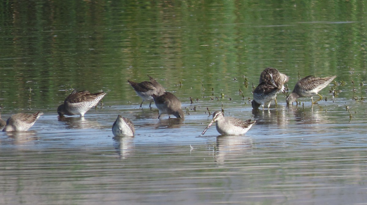 Long-billed Dowitcher - ML646247142