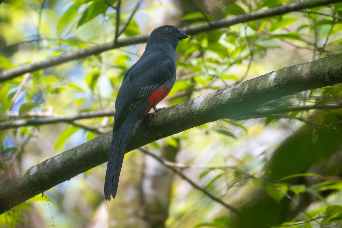 Slaty-tailed Trogon - ML646247143