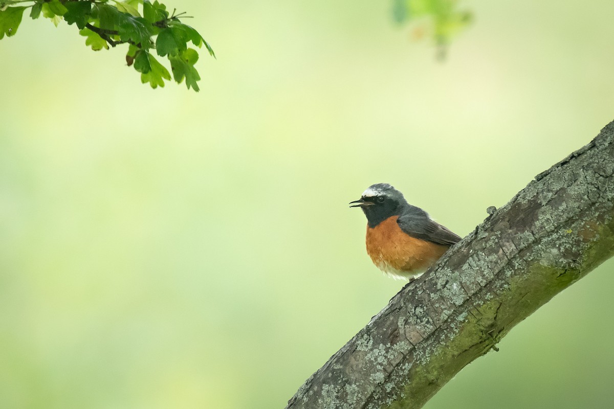 Эгэл гал сүүлт - ML646247145