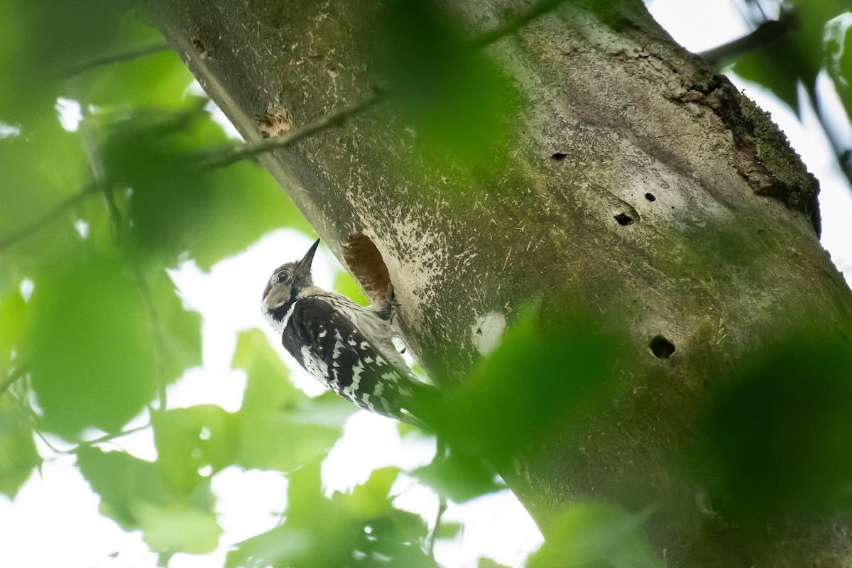 Цоохор тоншуул - ML646247148