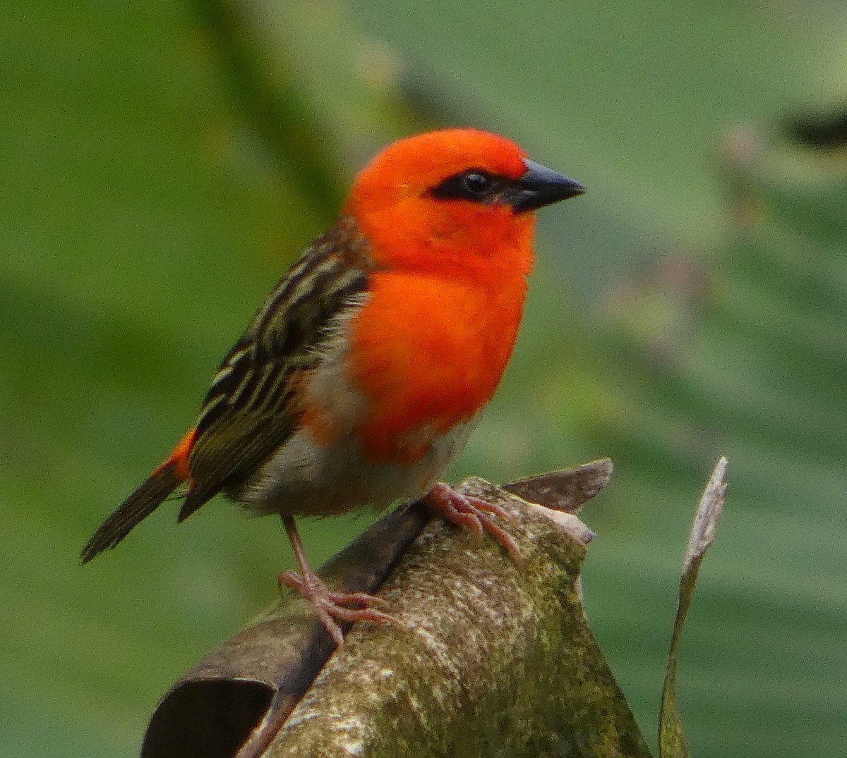 Фуді лісовий - ML646247151