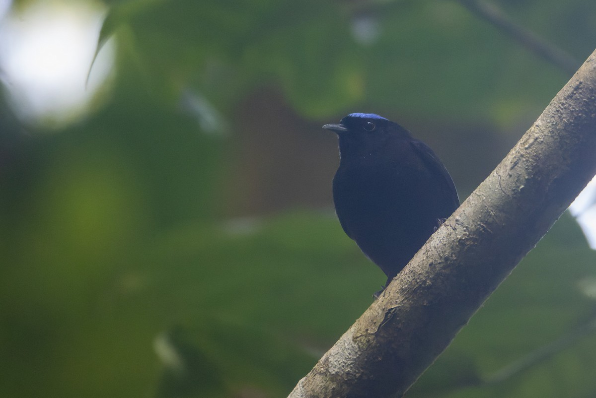 Velvety Manakin - ML646247154