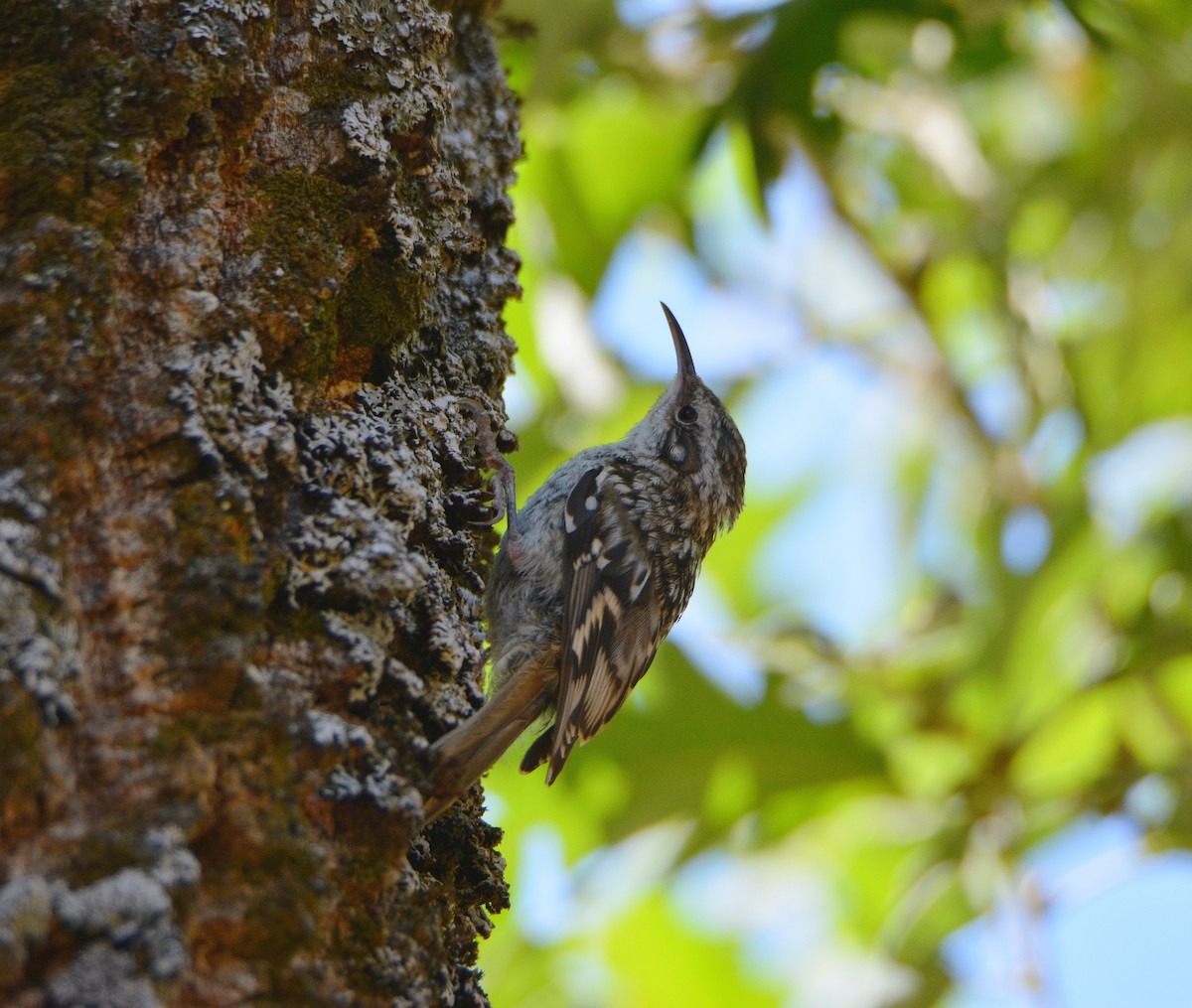 Short-toed Treecreeper - ML646247155