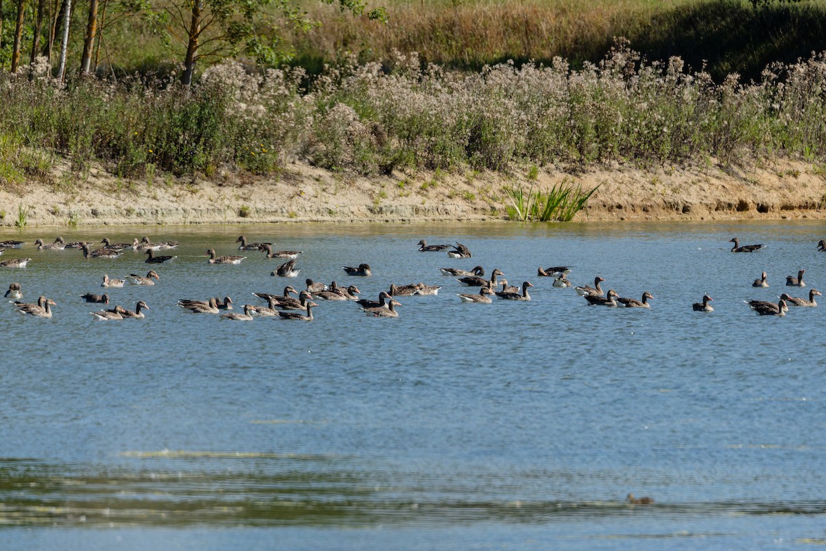 grågås - ML646247156