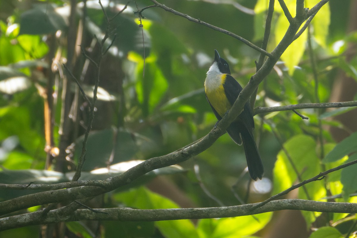 White-throated Shrike-Tanager - ML646247163