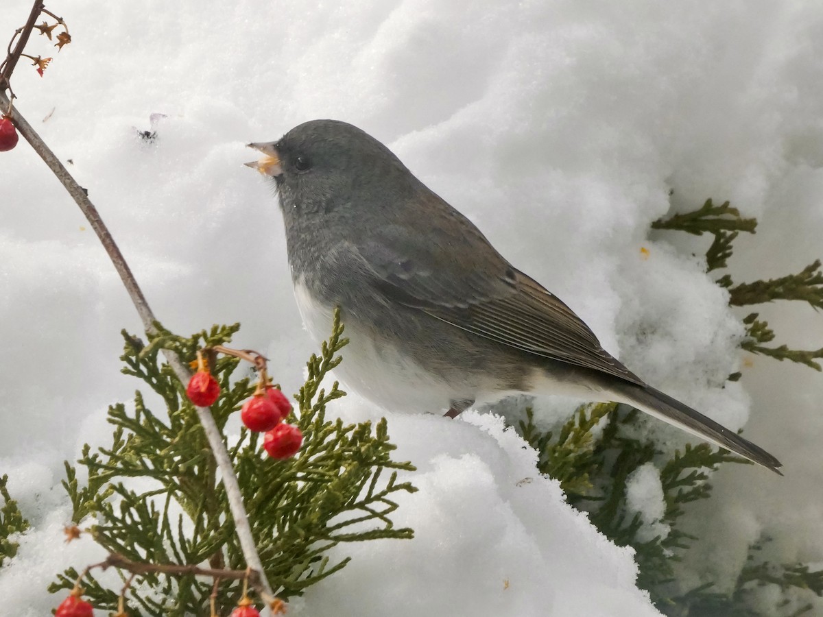 Dark-eyed Junco - ML646247166