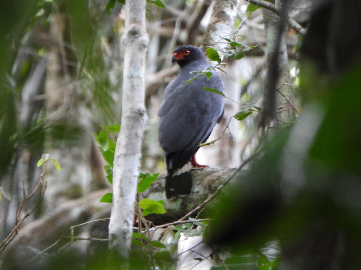 Slate-colored Hawk - ML646247185