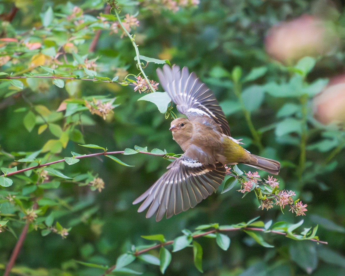 Common Chaffinch - ML646247189