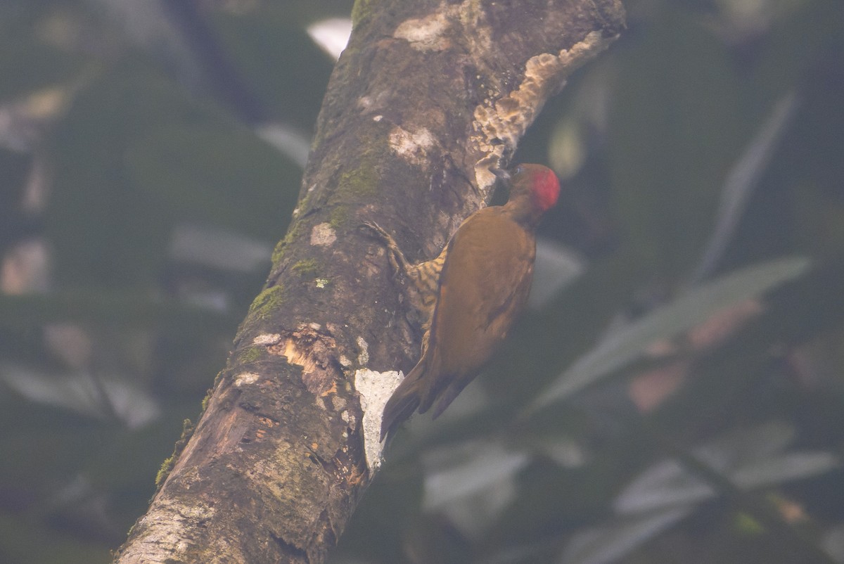 Rufous-winged Woodpecker - ML646247191