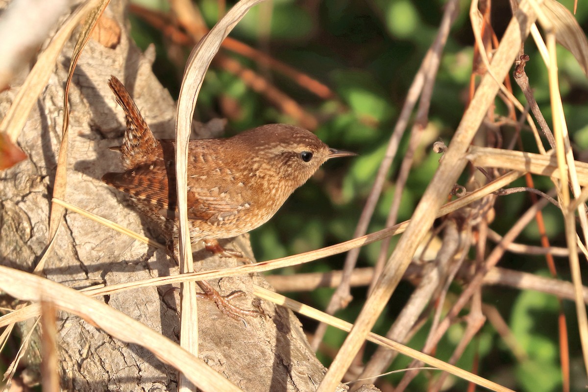 Winter Wren - ML646247193