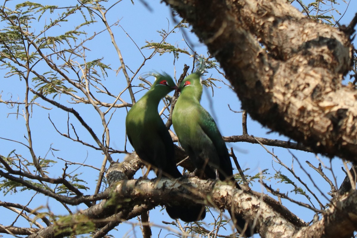Touraco de Schalow - ML646247194