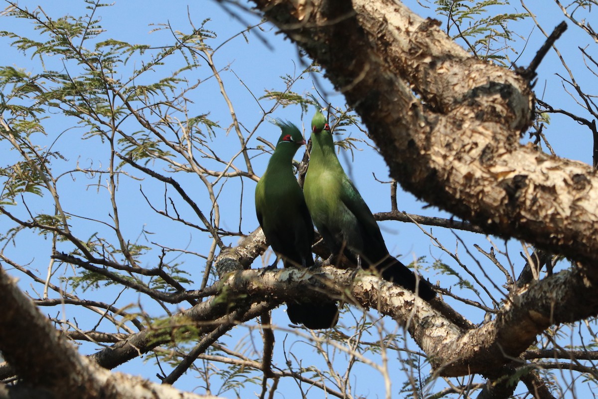 Touraco de Schalow - ML646247195