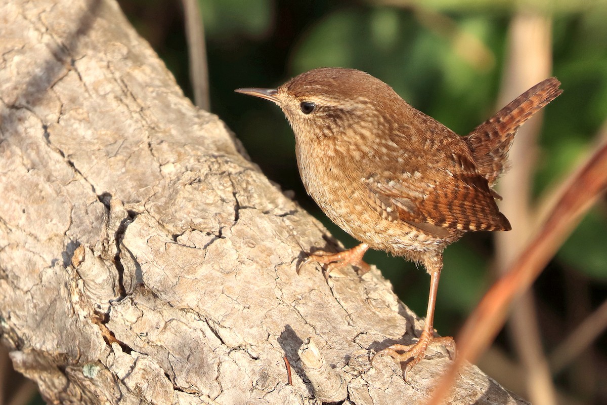 Winter Wren - ML646247197