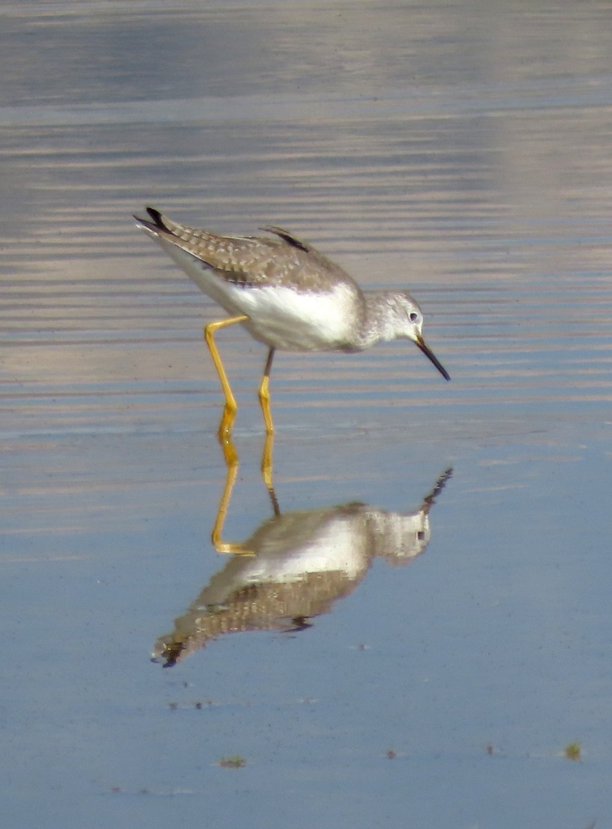 Lesser Yellowlegs - ML646247205