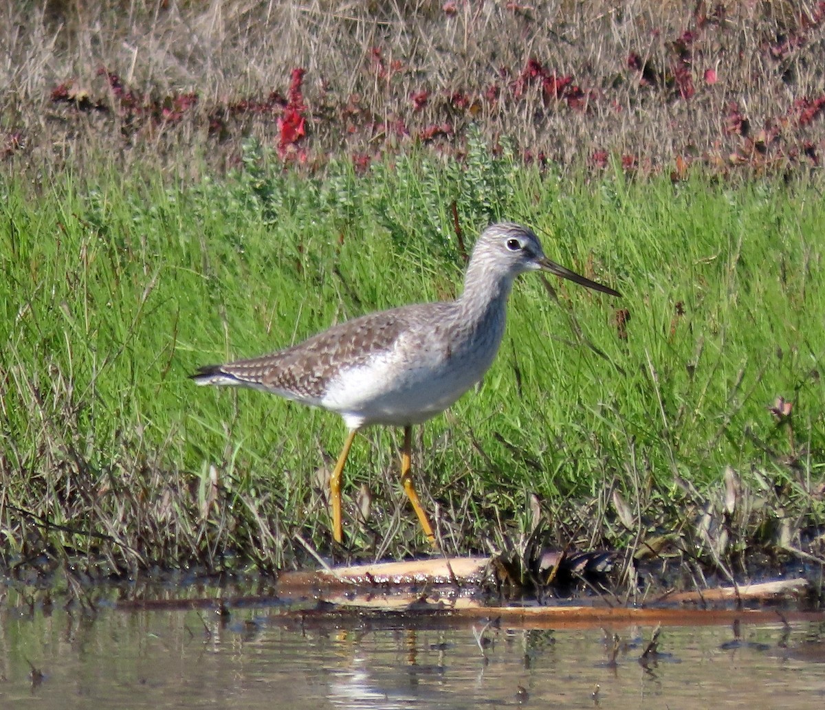 Kuliska hankahori handia - ML646247206